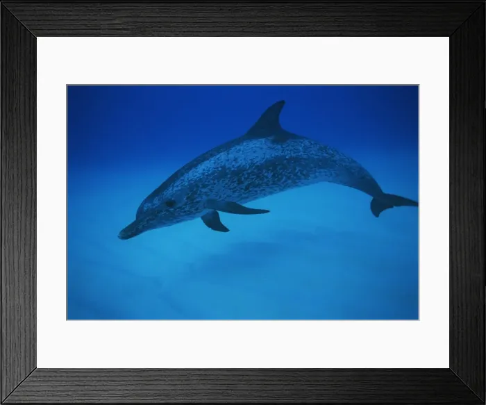Framed Print : Spotted dolphin (Stenella frontalis) on Little Bahama Bank, Bahamas, West Indies Framed Print : Spotted dolphin (Stenella frontalis) on Little Bahama Bank, Bahamas, West Indies