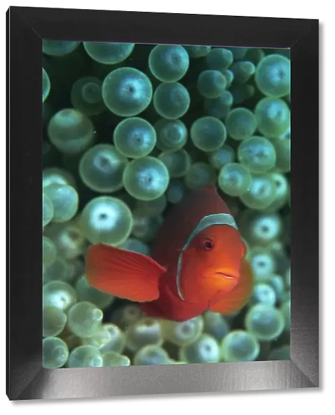 Clownfish (Amphiprion) are symbiotic with anemones, Gizo, Solomon Islands, Pacific
