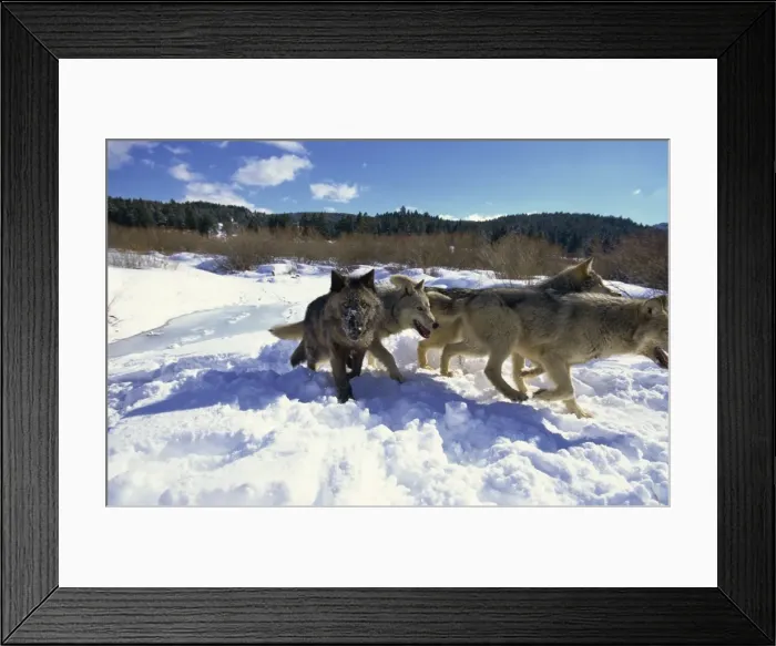 Framed Print : Wolves (canis lupis), Animals of Montana, Montana, United States of America Framed Print : Wolves (canis lupis), Animals of Montana, Montana, United States of America