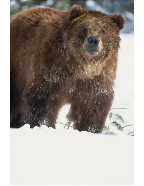 Brown bear (grizzly) (Ursus horribillis) in snow, North America