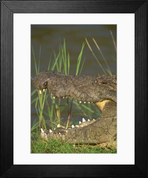 Framed Print : Crocodile basking in sun on riverbank, Masai Mara, Kenya, East Africa, Africa Framed Print : Crocodile basking in sun on riverbank, Masai Mara, Kenya, East Africa, Africa
