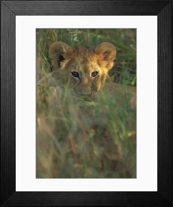 Framed Print : Lion cub (Panthera leo) in grass, Masai Mara, Kenya, East Africa, Africa Framed Print : Lion cub (Panthera leo) in grass, Masai Mara, Kenya, East Africa, Africa