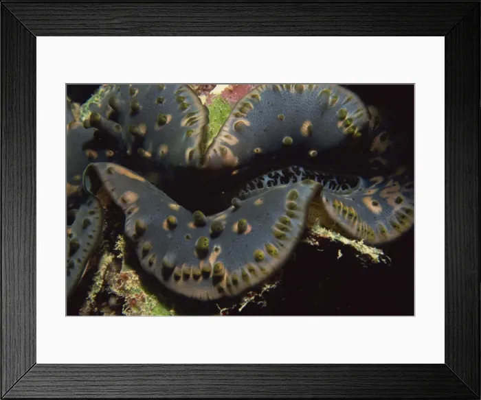 Framed Print : Looking into mouth of giant clam, Seychelles, Indian Ocean, Africa Framed Print : Looking into mouth of giant clam, Seychelles, Indian Ocean, Africa