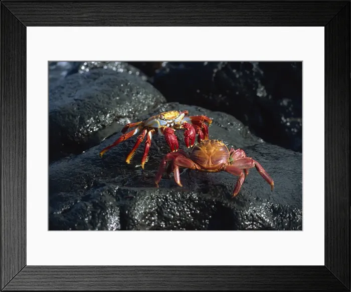 Framed Print : Sallylightfoot crabs fighting on black lava rock, Galapagos Islands, Ecuador Framed Print : Sallylightfoot crabs fighting on black lava rock, Galapagos Islands, Ecuador