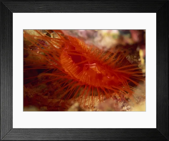 Framed Print : Oyster shell clam (file clam), found deep in reef crevices, Sabah, Borneo Framed Print : Oyster shell clam (file clam), found deep in reef crevices, Sabah, Borneo