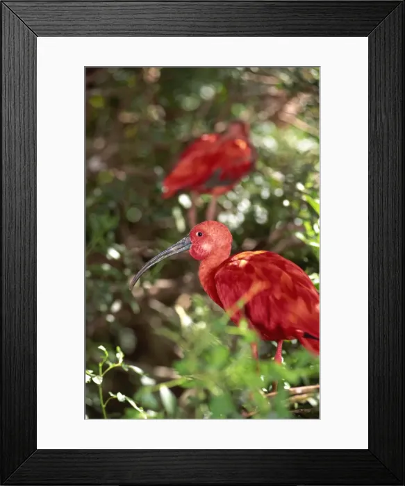 Framed Print : Ibis perching in tree Framed Print : Ibis perching in tree