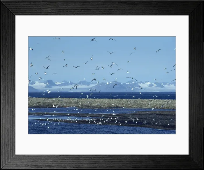 Framed Print : Gulls inhabit the rocky shallows near Longyearbyen airport, Svalbard, Arctic
