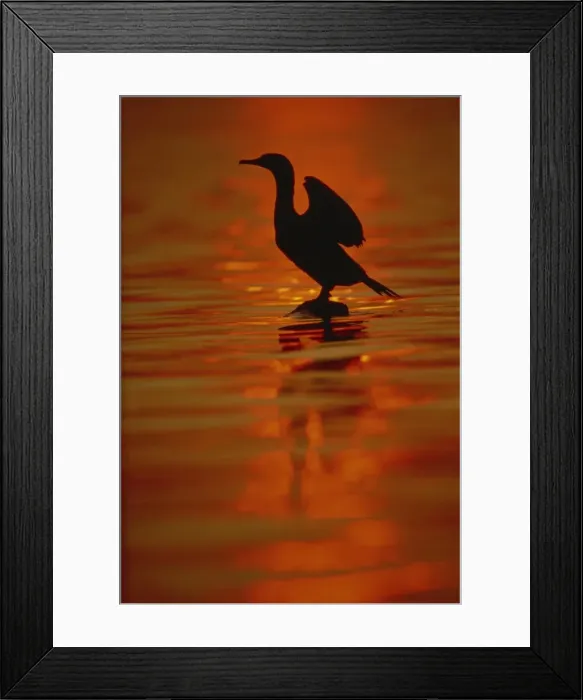 Framed Print : Double crested cormorant, New York State, United States of America, North America Framed Print : Double crested cormorant, New York State, United States of America, North America