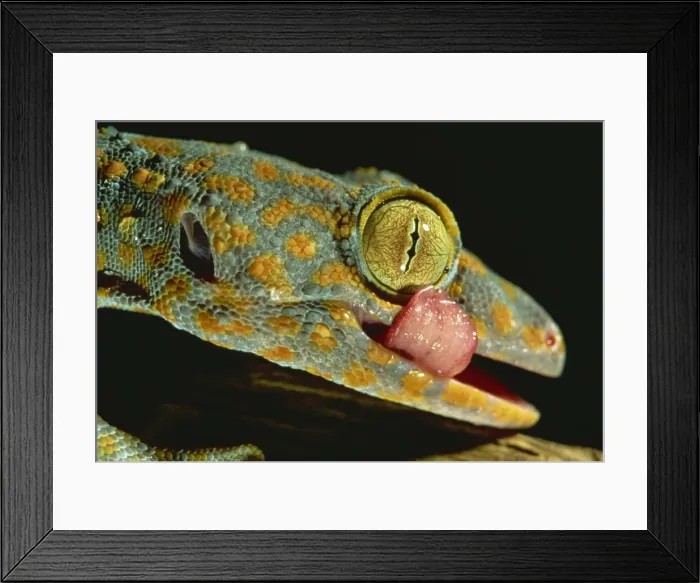 Framed Print : Tokay gecko using tongue to clean eye, Southeast Asia, Asia Framed Print : Tokay gecko using tongue to clean eye, Southeast Asia, Asia