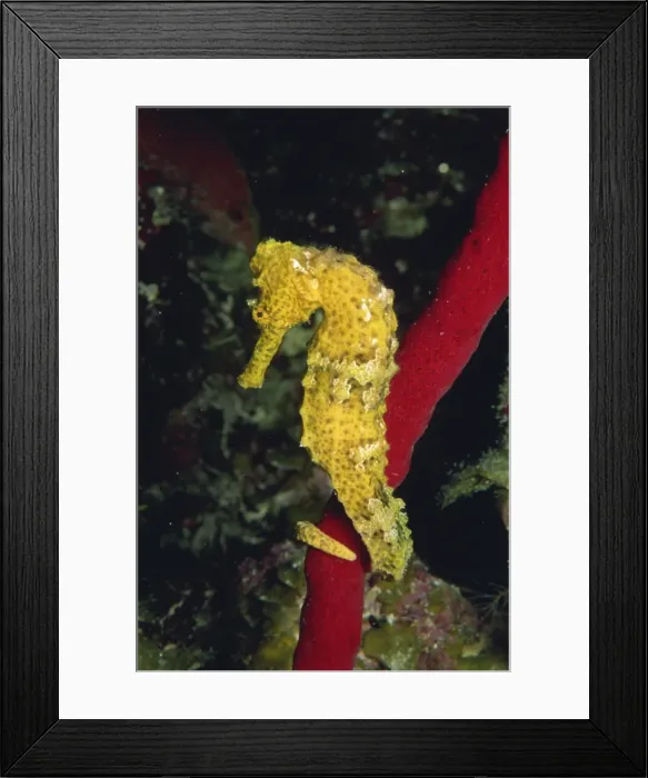Framed Print : Sea horse, Belize, Central America Framed Print : Sea horse, Belize, Central America