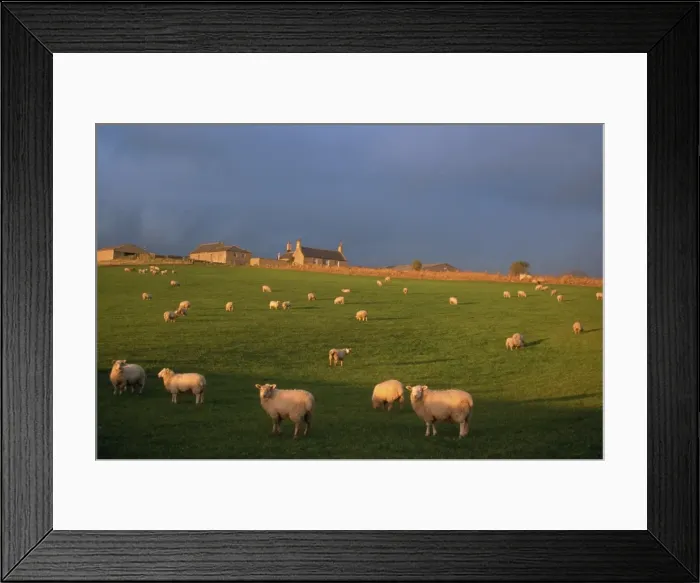 Framed Print : Flock of sheep and farmouse in Scottish countryside, Scotland, United Kingdom, Europe Framed Print : Flock of sheep and farmouse in Scottish countryside, Scotland, United Kingdom, Europe