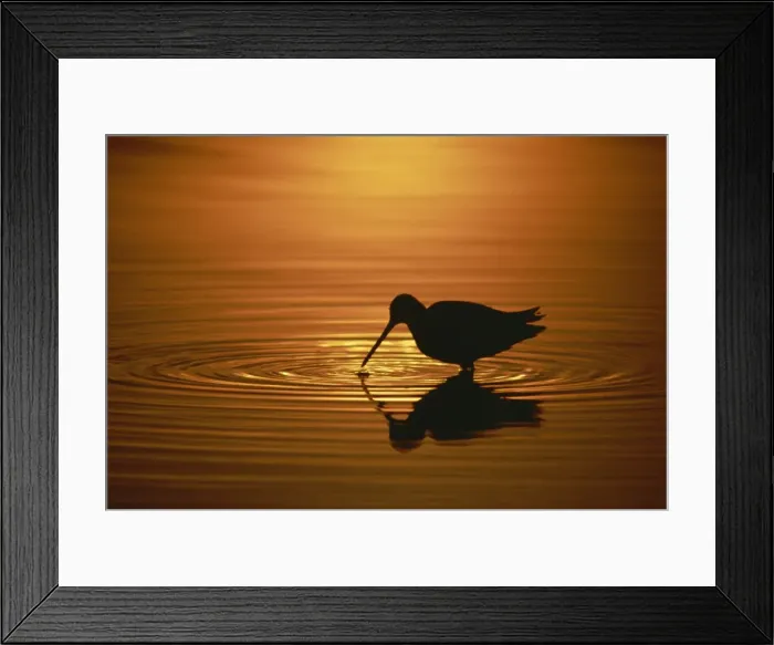 Framed Print : Longed-billed dowitcher, Salton Sea, California, United States of America, North America Framed Print : Longed-billed dowitcher, Salton Sea, California, United States of America, North America