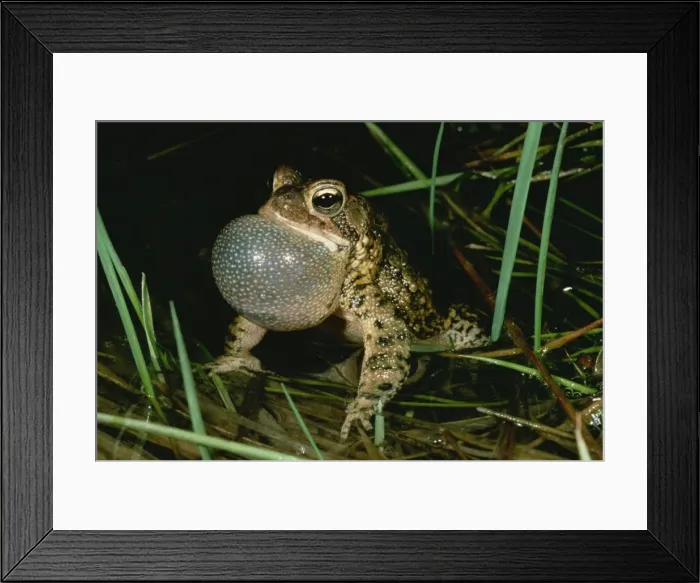 Framed Print : Singing American male toad, Eastern Pennsylvania, North America Framed Print : Singing American male toad, Eastern Pennsylvania, North America