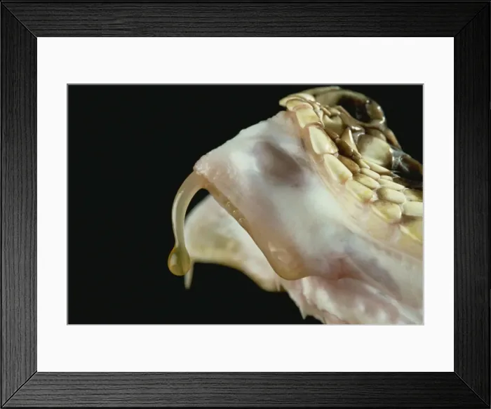 Framed Print : Fang and venom of Diamondback rattlesnake Framed Print : Fang and venom of Diamondback rattlesnake