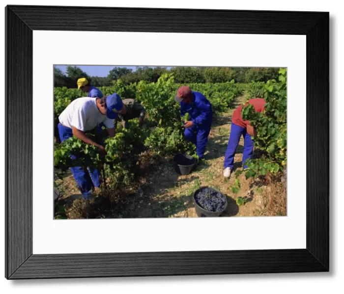 Framed Print : Spanish seasonal workers grape picking, Seguret, Vaucluse region, Provence Framed Print : Spanish seasonal workers grape picking, Seguret, Vaucluse region, Provence