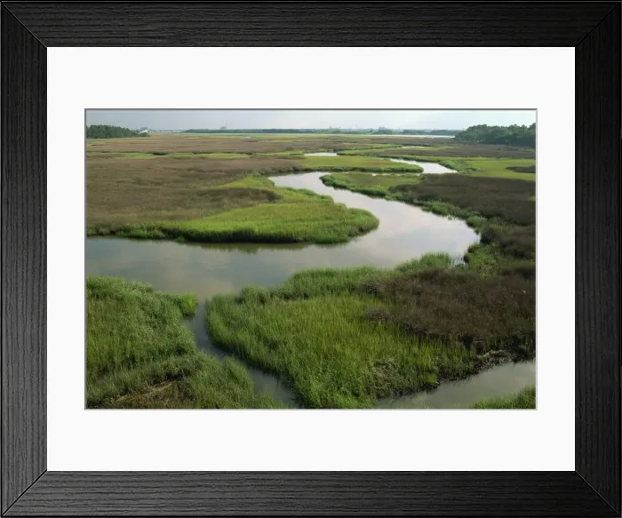 Framed Print : Wetlands of the Cooper River, North Charleston area, South Carolina, United States of America Framed Print : Wetlands of the Cooper River, North Charleston area, South Carolina, United States of America