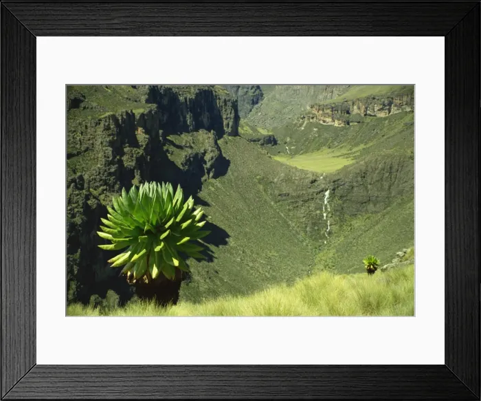 Framed Print : Chogoria Valley, Mount Kenya, Kenya, East Africa, Africa Framed Print : Chogoria Valley, Mount Kenya, Kenya, East Africa, Africa