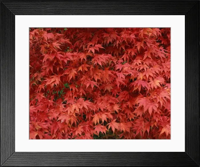 Framed Print : Close-up of Acer tree foliage in autumn Framed Print : Close-up of Acer tree foliage in autumn