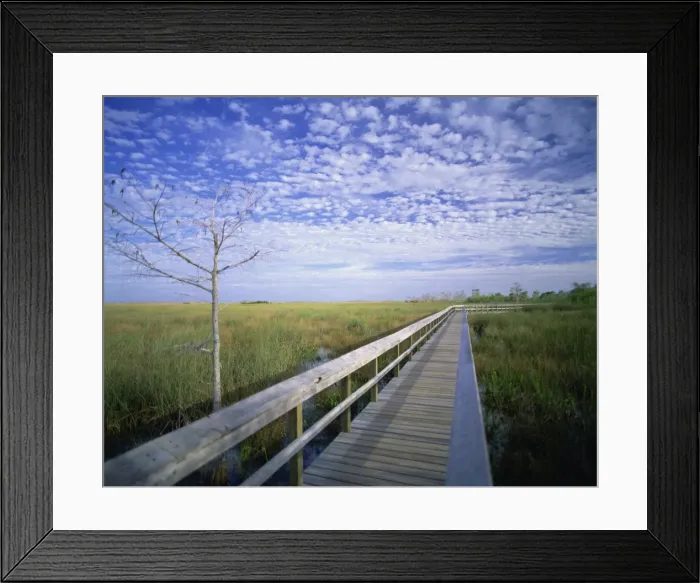 Framed Print : Viewing walkway, Everglades National Park, Florida, United States of America Framed Print : Viewing walkway, Everglades National Park, Florida, United States of America