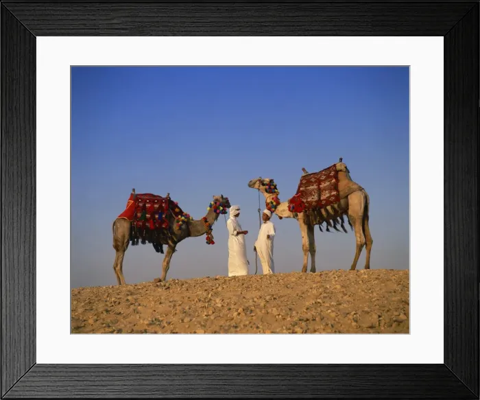 Framed Print : Two guides with camels, Giza, Cairo, Egypt, North Africa, Africa Framed Print : Two guides with camels, Giza, Cairo, Egypt, North Africa, Africa