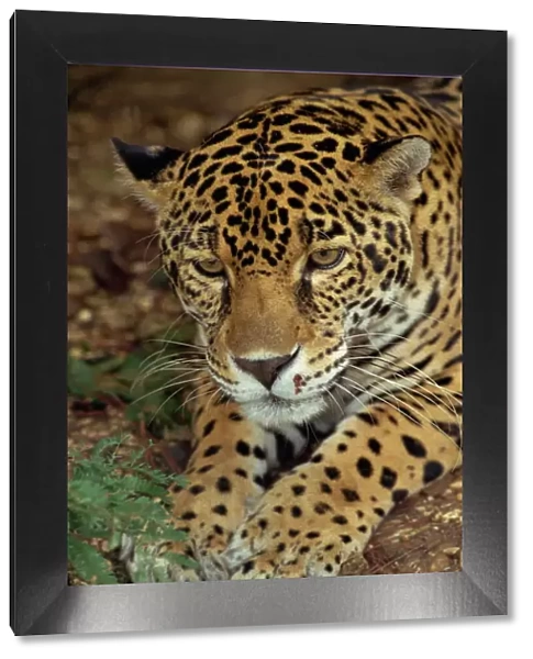 Jaguar, Belize, Central America