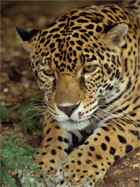 Jaguar, Belize, Central America