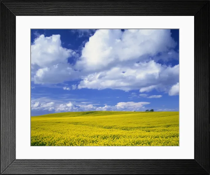 Framed Print : Rape field and blue sky with white clouds