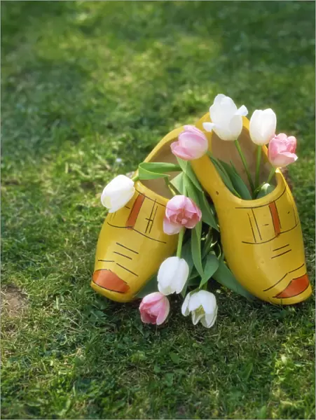 Dutch clogs and tulips in Holland, Europe