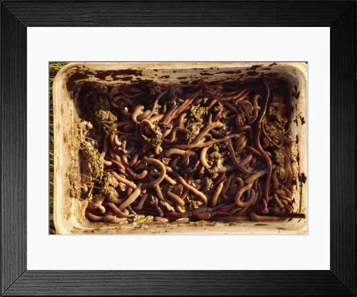 Framed Print : Worms used as bait by molecatcher, United Kingdom, Europe Framed Print : Worms used as bait by molecatcher, United Kingdom, Europe