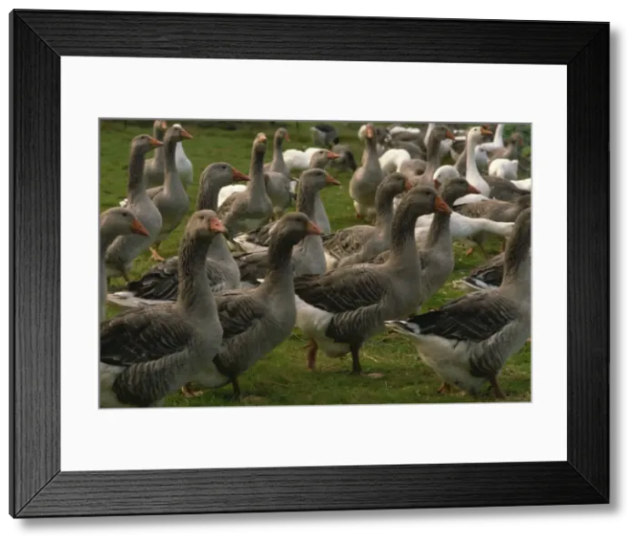 Framed Print : Geese, Foie Gras farm, Alsace, France, Europe Framed Print : Geese, Foie Gras farm, Alsace, France, Europe