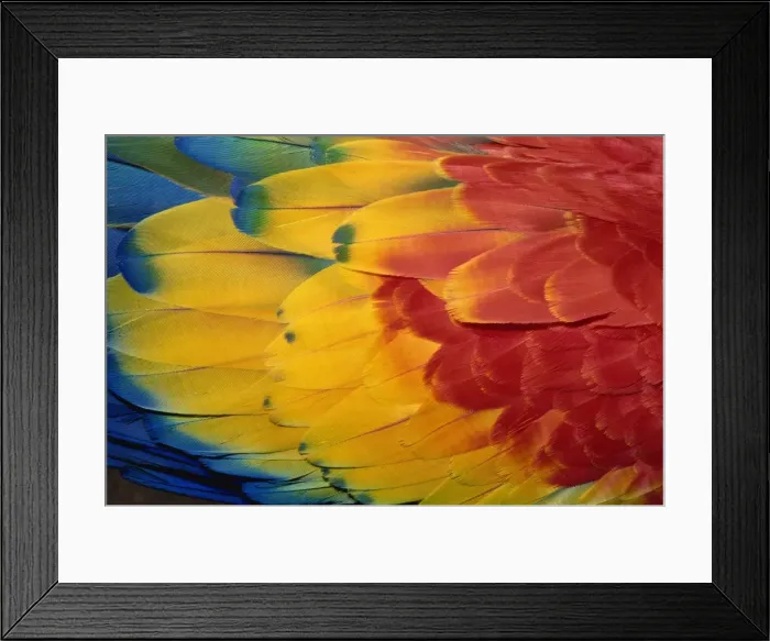 Framed Print : Feathers of scarlet macaw, Guatemala, Central America Framed Print : Feathers of scarlet macaw, Guatemala, Central America
