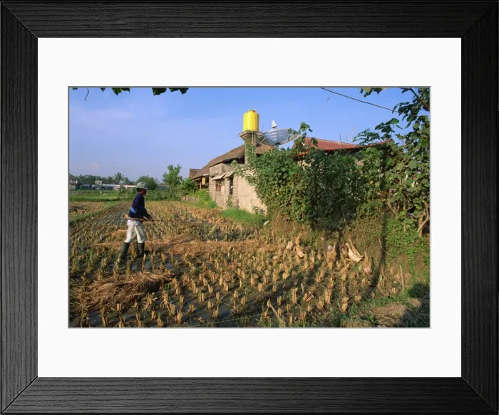 Framed Print : Local duck farmer herding his ducks with a pole, near Ubud, Bali, Indonesia Framed Print : Local duck farmer herding his ducks with a pole, near Ubud, Bali, Indonesia