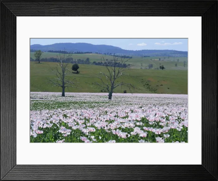 Framed Print : Fields of flowering opium poppies grown legally for morphine production Framed Print : Fields of flowering opium poppies grown legally for morphine production