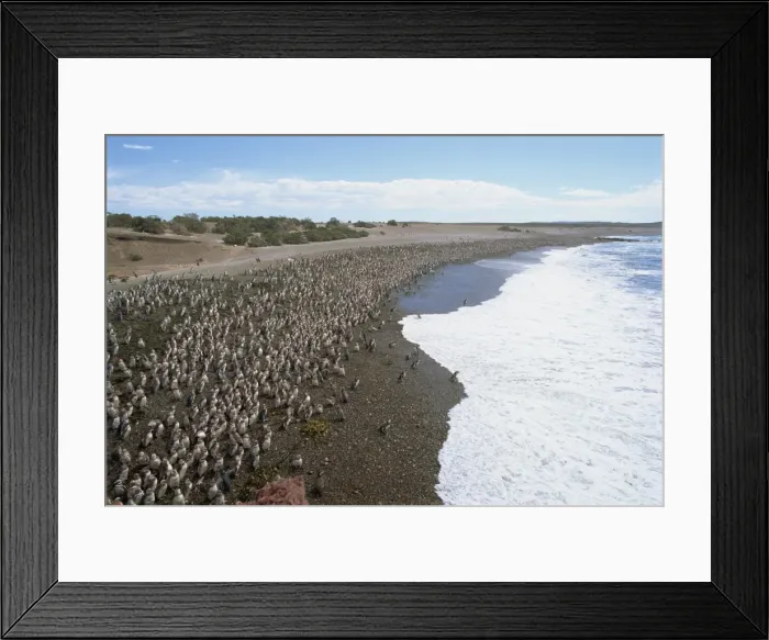 Framed Print : Thousands of Magellanic penguins gather at Punta Tombo to breed, Chubut Framed Print : Thousands of Magellanic penguins gather at Punta Tombo to breed, Chubut