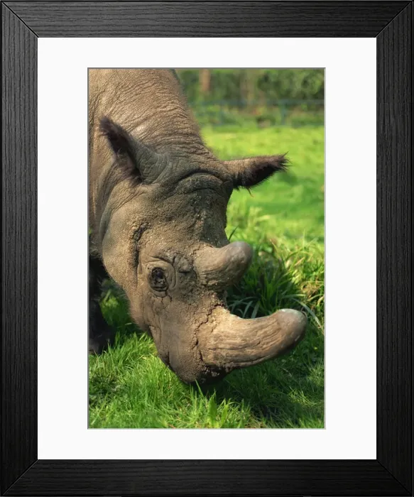 Framed Print : Male Tormanga, hairy rhino (Sumatran rhino), near extinct as only 500 left Framed Print : Male Tormanga, hairy rhino (Sumatran rhino), near extinct as only 500 left