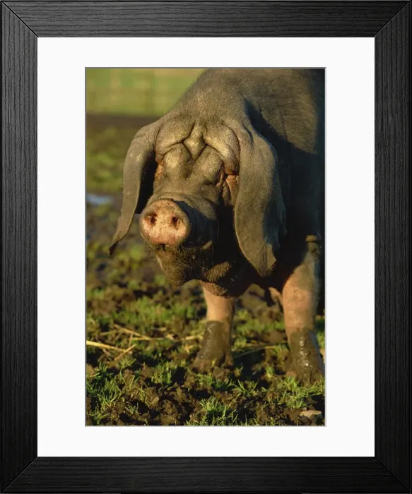 Framed Print : Rare Chinese Meisham pig, Aberdeen, Scotland, United Kingdom, Europe Framed Print : Rare Chinese Meisham pig, Aberdeen, Scotland, United Kingdom, Europe