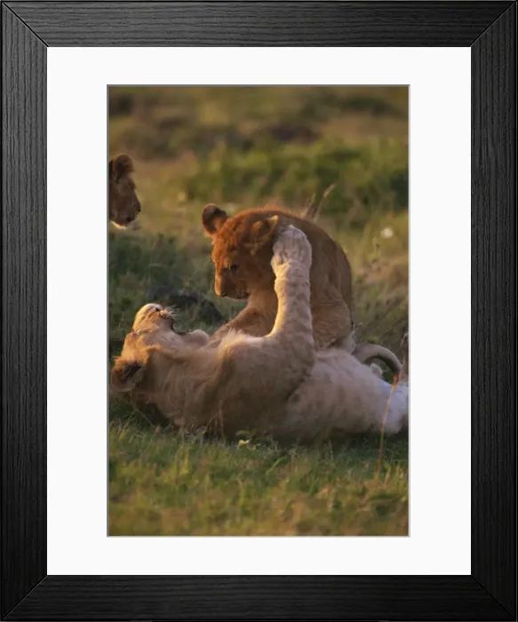 Framed Print : Lion cubs (Panthera leo) playing, Masai Mara, Kenya, East Africa, Africa Framed Print : Lion cubs (Panthera leo) playing, Masai Mara, Kenya, East Africa, Africa