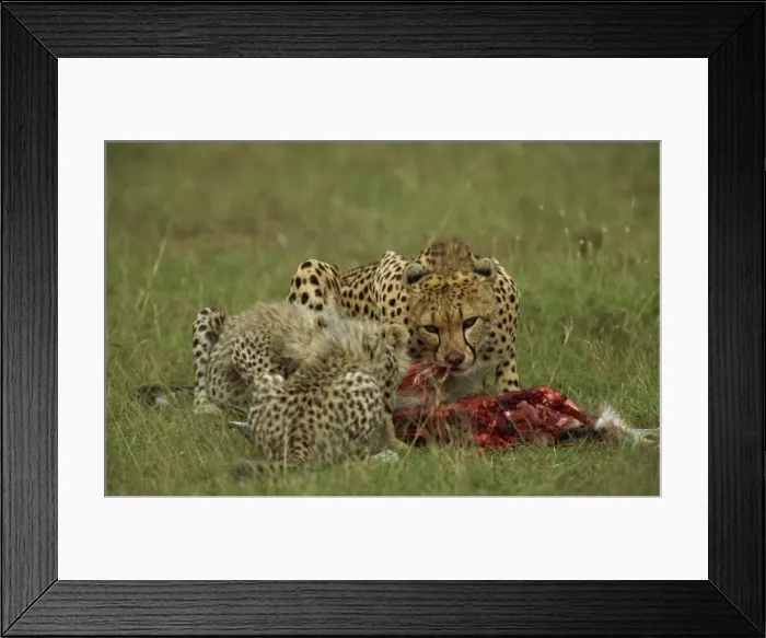 Framed Print : Cheetah (Acinonyx jubatus), with cubs and prey, Masai Mara, Kenya, East Africa, Africa Framed Print : Cheetah (Acinonyx jubatus), with cubs and prey, Masai Mara, Kenya, East Africa, Africa