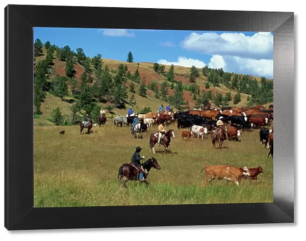 Cattle round-up in high pasture, Lonesome Spur Ranch, Lonesome Spur, Montana