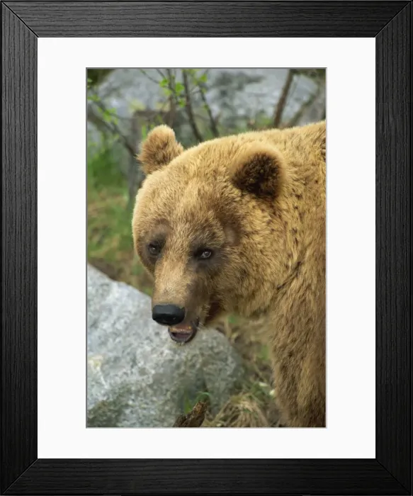 Framed Print : Female European brown bear, Ranua Wildlife Park, Finland, Scandinavia, Europe Framed Print : Female European brown bear, Ranua Wildlife Park, Finland, Scandinavia, Europe