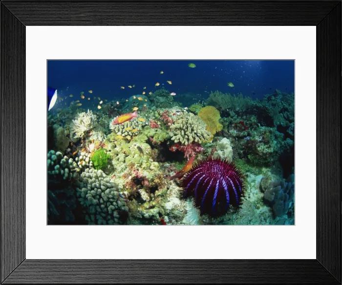 Framed Print : Crown of thorns starfish (Acanthaster planci) eats coral on a healthy reef Framed Print : Crown of thorns starfish (Acanthaster planci) eats coral on a healthy reef