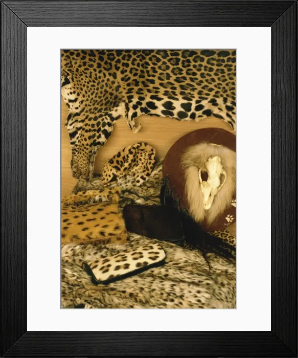 Framed Print : Confiscated CITES listed derivative products, including jaguar skin, leopard hat Framed Print : Confiscated CITES listed derivative products, including jaguar skin, leopard hat
