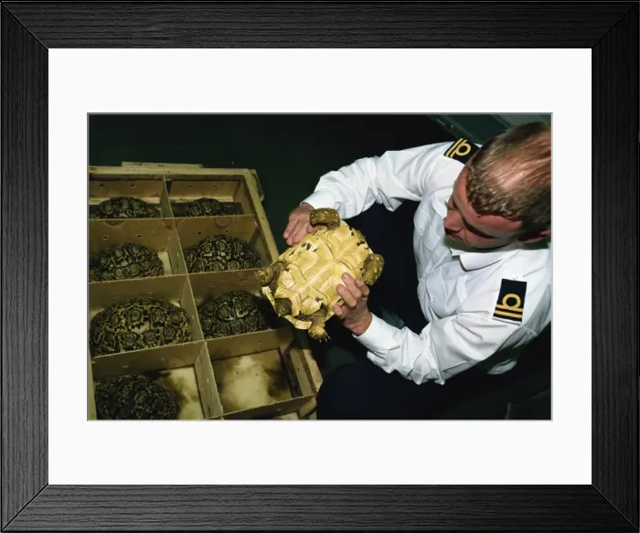Framed Print : Inspector Tim Luffman inspects shipment of reptiles en route Tanzania to Japan Framed Print : Inspector Tim Luffman inspects shipment of reptiles en route Tanzania to Japan