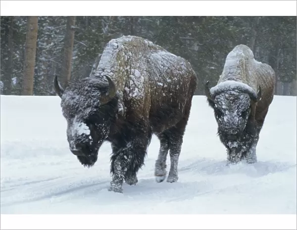 Bison walk through winter storm, Yellowstone National Park, UNESCO World Heritage Site