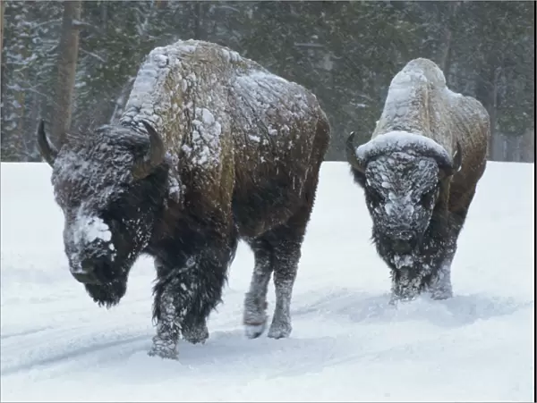 Bison walk through winter storm, Yellowstone National Park, UNESCO World Heritage Site