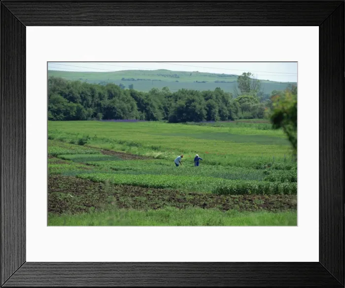 Framed Print : Old couple hoeing their private vegetable allotment, Grudovo, Bulgaria, Europe Framed Print : Old couple hoeing their private vegetable allotment, Grudovo, Bulgaria, Europe