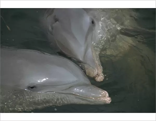 Close-up of bottlenose dolphins kissing