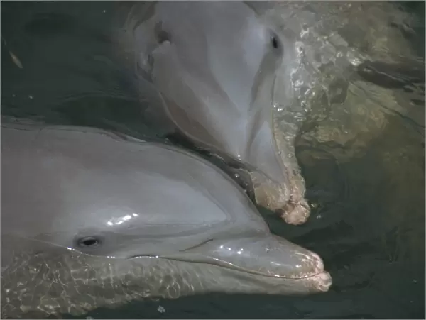 Close-up of bottlenose dolphins kissing