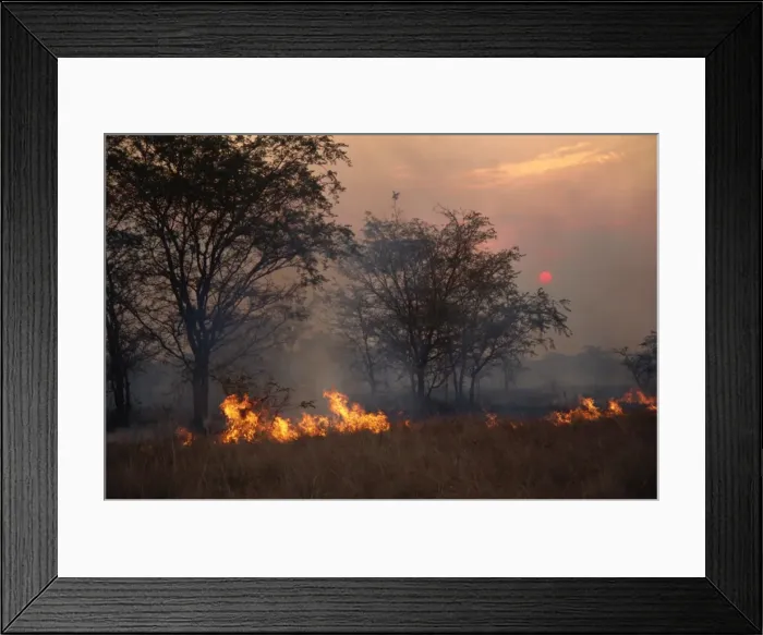 Framed Print : Burning the stubble, wind blown fire at sunset, Uganda, East Africa, Africa Framed Print : Burning the stubble, wind blown fire at sunset, Uganda, East Africa, Africa
