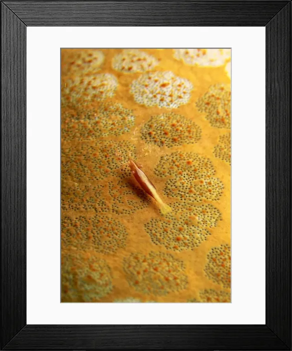 Framed Print : Shrimp camouflaged for life on the surface of a cushion star, Sabah, Borneo Framed Print : Shrimp camouflaged for life on the surface of a cushion star, Sabah, Borneo